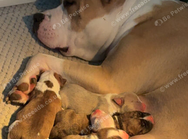 ️ BEAUTIFUL PUPPIES AVAILABLE - READY 18TH DECEMBER! ️