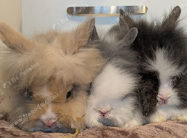 Baby lionhead bunnies