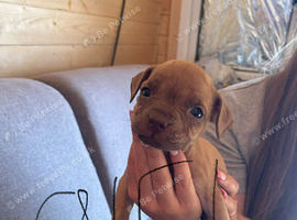 Puppies for sale ready in 1 week