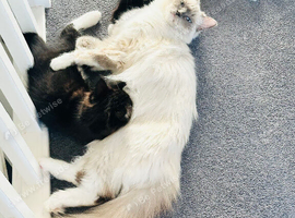 Last ragdoll cross domestic kitten tuxedo black and white female