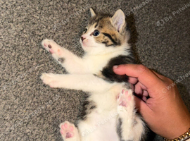 Kittens