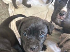 Olde English Bulldog X Bandogge Mastiff
