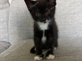 Kittens looking for forever homes