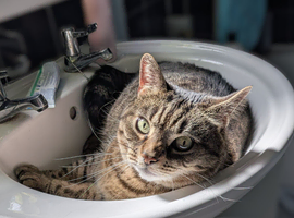 Absolutely adorable 5yr old female british shorthair - brown mackerel tabby.