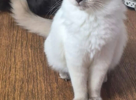 7 month old male ragdoll
