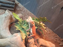 Female beared dragon
