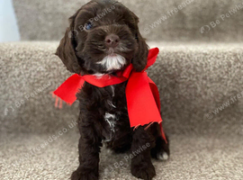 Pra clear miniture cockapoo puppies