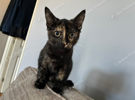 Sphynx cross kitten female