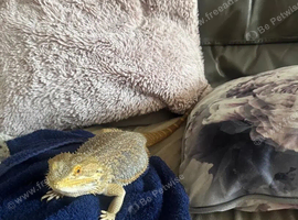 Bearded dragon + full vivarium setup + storage