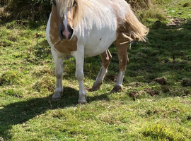 Traditional Standard Skewbald Shetland Pony. Based in Cornwall.