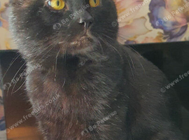 Handsome Pure Black Cat