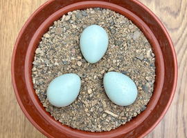 Packs of 12 Hatching Coturnix Quail Eggs - COLLECTION ONLY
