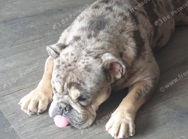 English bulldog girl