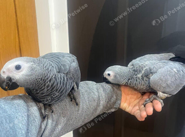 HandReared Friendly Super Tame Cuddly African Grey Parrot,19