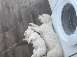 Cavachon boy