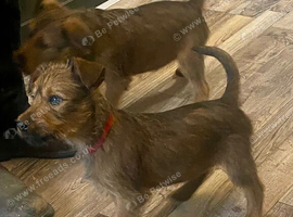 Irish terrier pups for sale