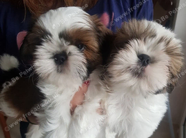 Two little girls