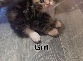 Kittens