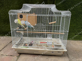 Breading pair of budgies ( female fully tamed  both close ring )