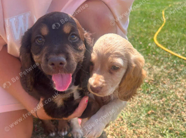 cocker spaniel puppies