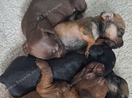 Cockapoo x chihuahua girls