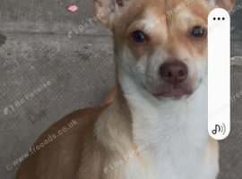 Male chihuahua