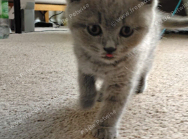 BRITISH SHORTHAIR BOY
