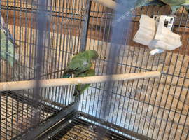 12 week old lovebirds
