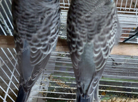 SSTC - Blackface baby budgies