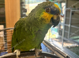 Male
