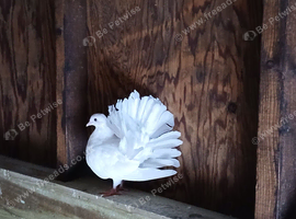 DOVES