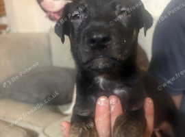 German Sheppard X staffie cross puppies