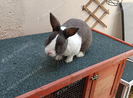 Grey and white rabbit