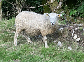Two Gotland/Suffolk/Dartmoor breeding ewes