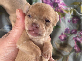 2 girls 1 boy chihuahuas for sale