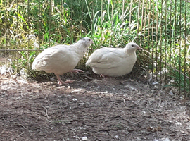 Pure Breed Super Giant White Quail ( not chicken ) Hatching eggs