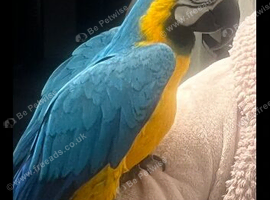 Blue and gold macaw male 16 years old