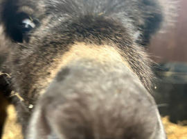 Miniature Mediterranean Colt