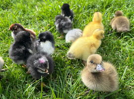 *PRE ORDER* PURE BREED CHICKS AND DUCKLINGS!!
