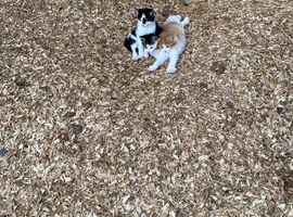 Stunning Kittens