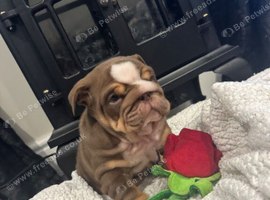 Adorable English Bulldogs looking for loving homes- 1 boy remaining to be reserved