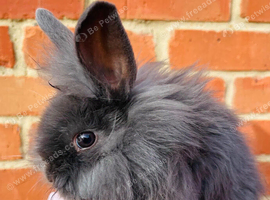 Adorable Lionhead / Baby Bunnies 3 Available (ready to go)
