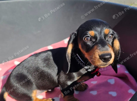 M&eacute;dium sized short legged Dachshund puppies