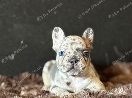 Beautiful pedigree French bulldog puppies