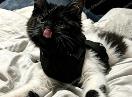 Beautiful Tuxedo Full Maine Coon Boy