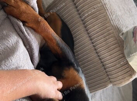 female rottweiler 3 years old