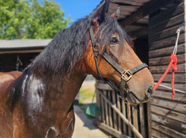 15.1hh 15yo cob gelding