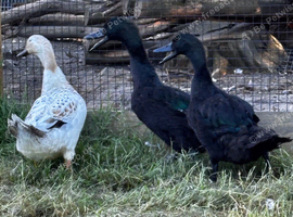 3 ducks for sale