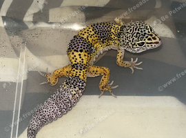 A range of Leopard geckos & Crested gecko babies!