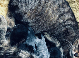2 black kittens ready now.